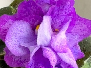 Фото сорта АВ-883-202, сеянец