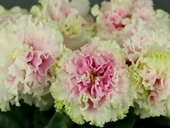 Фото Фиалка АВ-Экстаз (779-7)