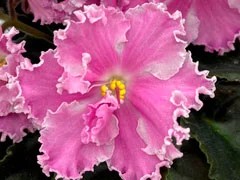 Фото сорта Мила-Школьный Вальс