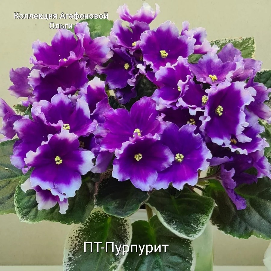 Фото Фиалка ПТ-Пурпурит