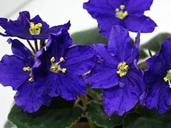 Фото сорта РС-Темнее Ночи