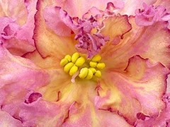 Фото Фиалка АВ-Рыжая Бестия (868-22)