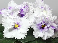 Фото Фиалка АВ-Килиманджаро (753-38)