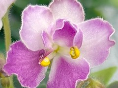 Фото Фиалка С-Крошка Ру (901-13)