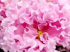 Фото Фиалка АВ-Энигма