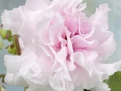 Фото Фиалка АВ-Зефирная Сказка (877-281)