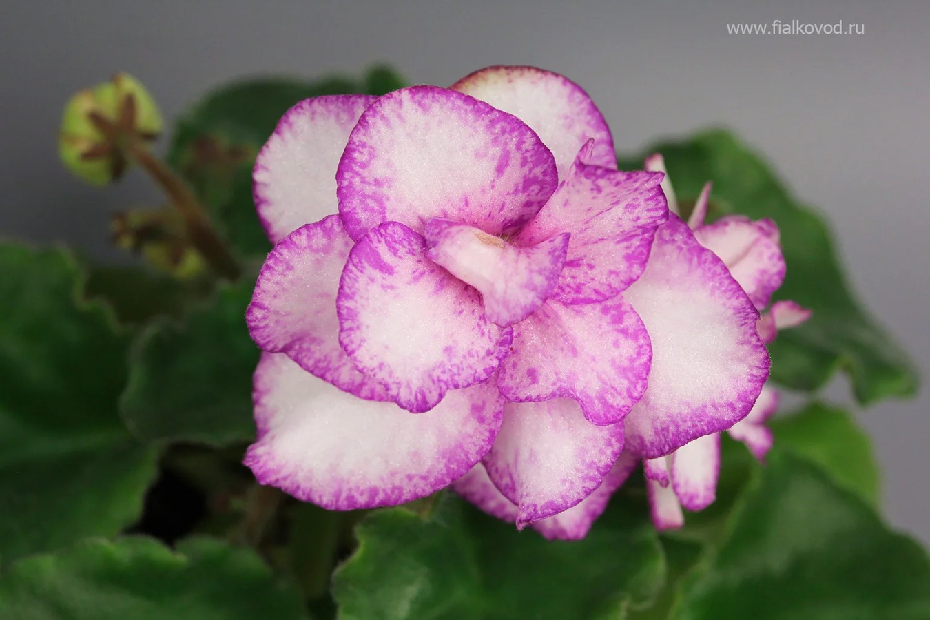 Фото Фиалка АВ-Крошка Моя (807-55)