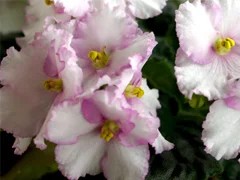Фото сорта Candy Swirls