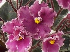 Фото сорта Jolly Frills