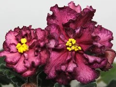Фото Фиалка АВ-Русская Душа (760-23)