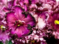 Фото Фиалка АВ-Кольцо с Рубином (756-3)