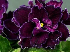 Фото Фиалка АВ-Чернильное Сердце (786-29)
