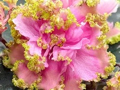 Фото Фиалка С-Песочные Часы (25-10)