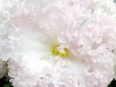 Фото Фиалка АВ-Великолепие