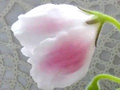 Фото сорта РМ-Волшебный Тюльпан