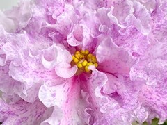 Фото Фиалка АВ-В Нежных Тонах