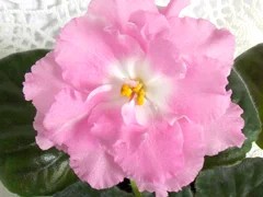 Фото сорта РС-Элис