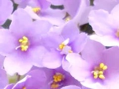 Фото сорта Lavender Bliss