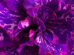 Фото Фиалка АВ-Ночное Искушение (872-366)