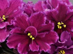 Фото Фиалка Ф-Элина Быстрицкая (809-118)