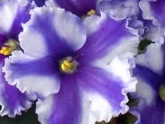 Фото сорта Solitaire