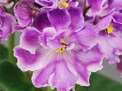 Фото Фиалка Ф-Нежная Акварель