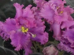 Фото сорта ЛЕ-Версаль