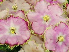 Фото Фиалка Ф-Вспышка (816-276)