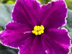 Фото Фиалка С-Восточные Мотивы (25-51)