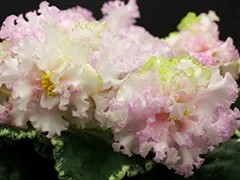 Фото Фиалка АВ-Богатая Невеста (857-53)