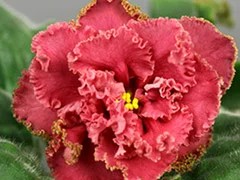Фото Фиалка АВ-Хурма (843-30)