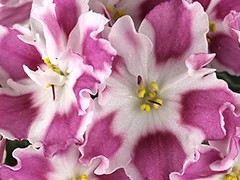Фото Фиалка АВ-Комплимент (771-5)