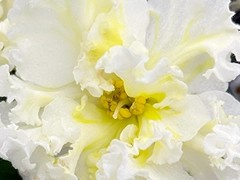 Фото Фиалка С-Дары Солнца (26-28)
