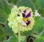 Фото Фиалка КО-Молодо-Зелено