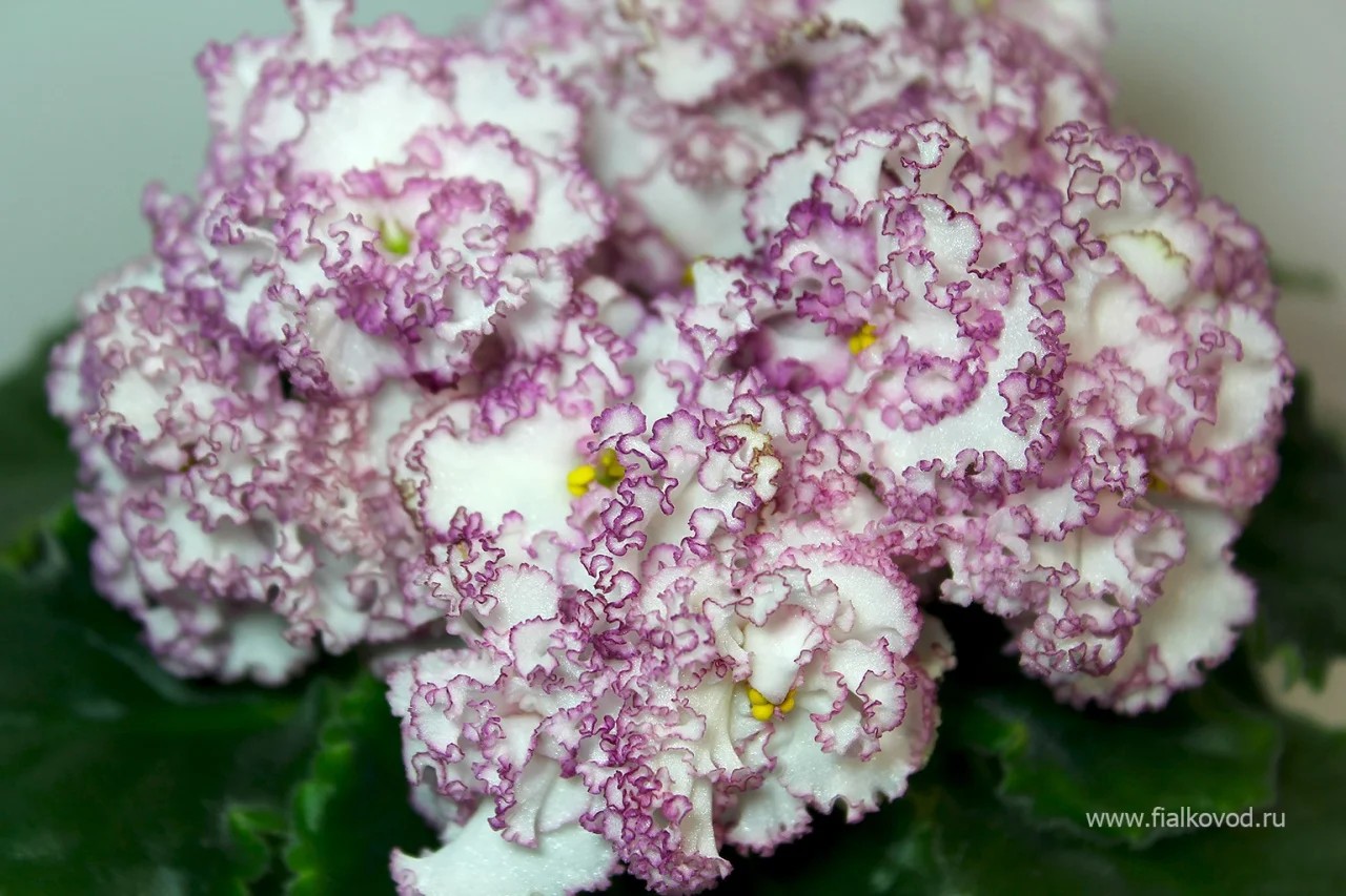 Фото Фиалка АВ-Мимими (754-17)