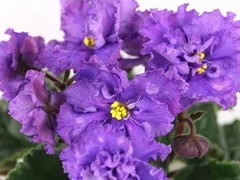 Фото Фиалка АВ-Прага (776-12)
