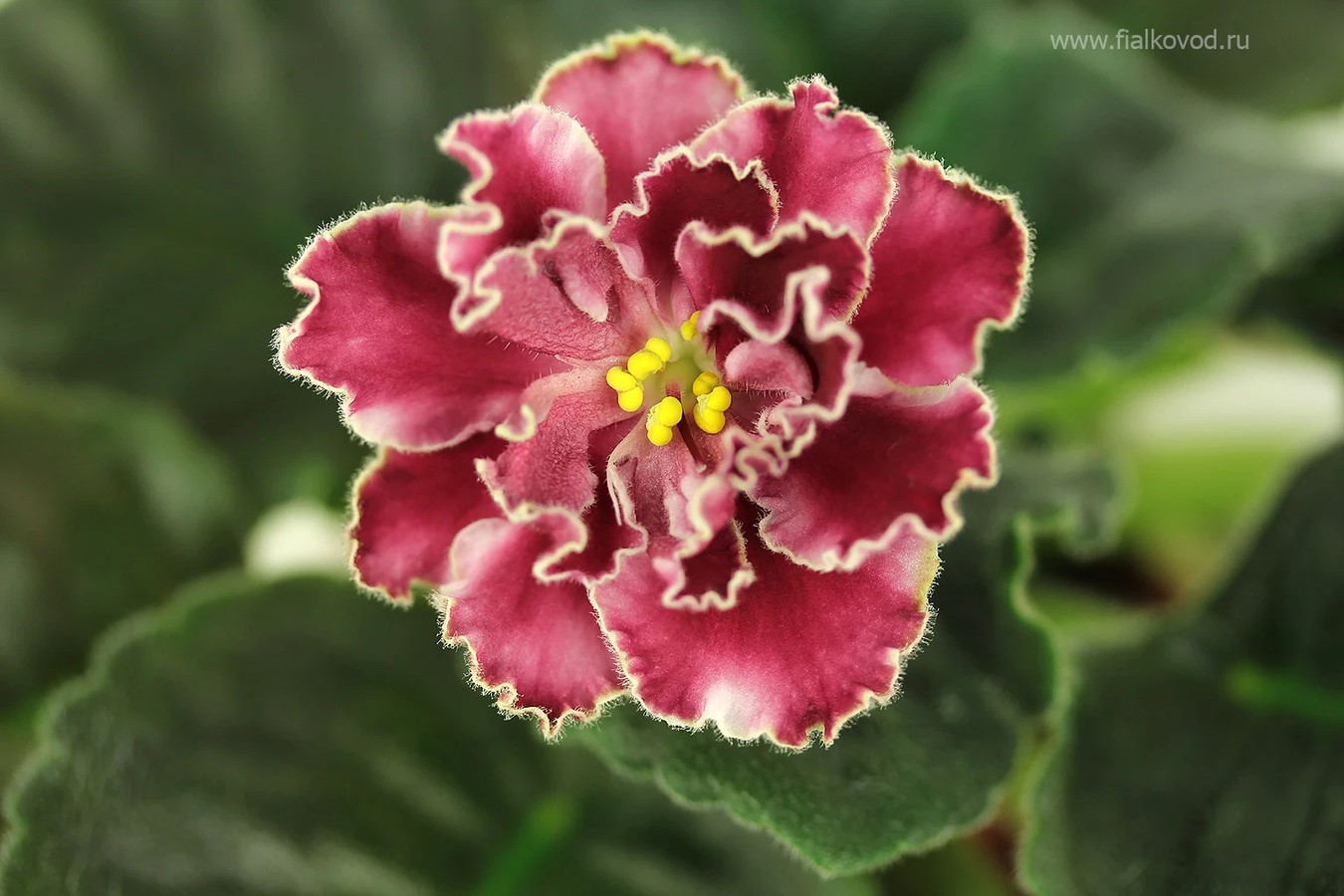 АВ-808-34, сеянец.
