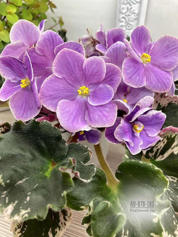 Фото Фиалка АВ-Иван-чай (878-103)