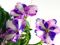 Фото сорта Kilauea