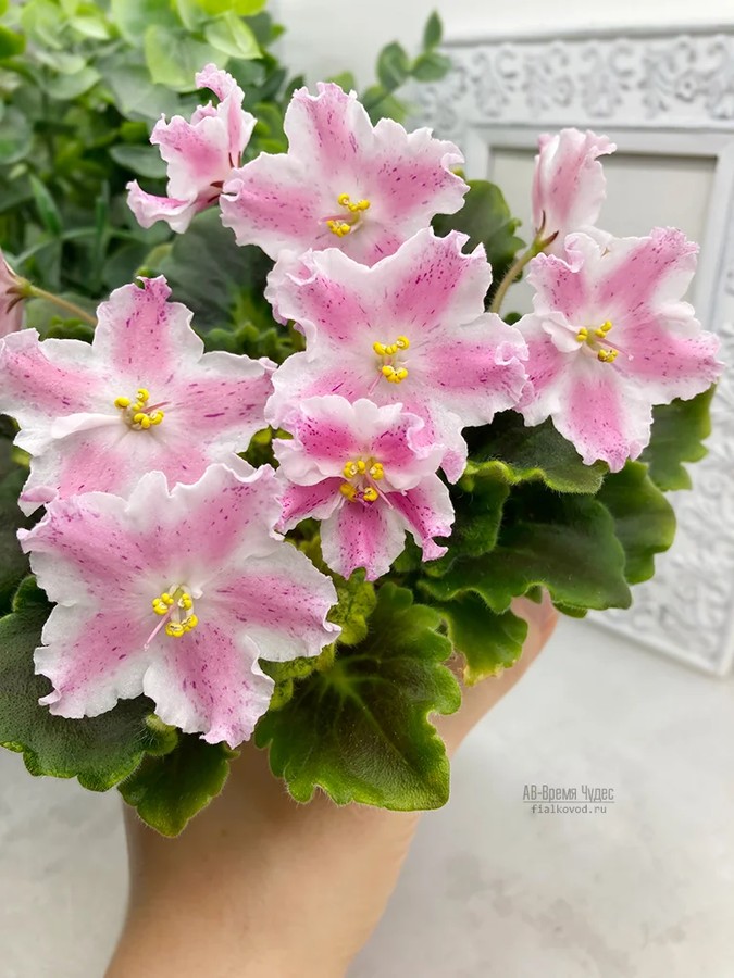 Фото Фиалка АВ-Время Чудес (874-39)