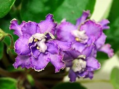 Фото Фиалка РС-Бархатный Наряд
