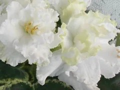 Фото сорта ЛЕ-Крылья Ангела