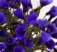 Фото Фиалка Vallarta Campanas Moradas