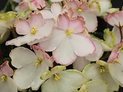 Фото Фиалка АВ-Лесные Мотыльки (858-44)