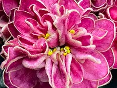 Фото Фиалка АВ-Моя Конфетка (872-93)