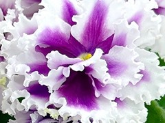 Фото Фиалка Ф-Случайная Встреча