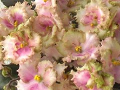 Фото сорта Allegro Watermelon Ruffles