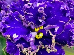 Фото Фиалка АВ-Мальчик-Красавчик (855-574)