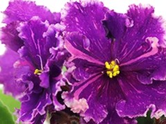 Фото Фиалка АВ-Ночной Салют