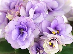 Фото Фиалка АВ-Кисельные Берега (791-4)